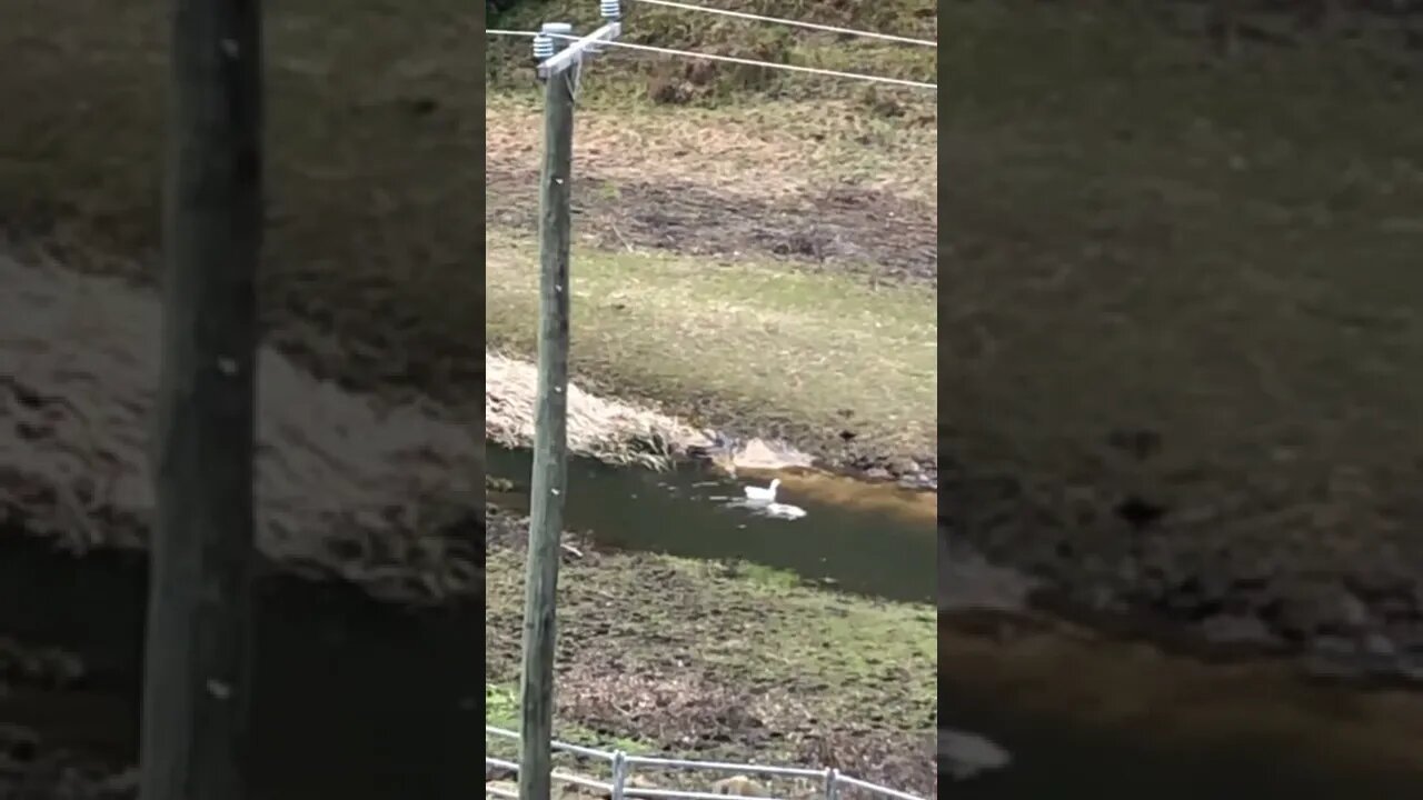 Geese loving their first swim in the creek