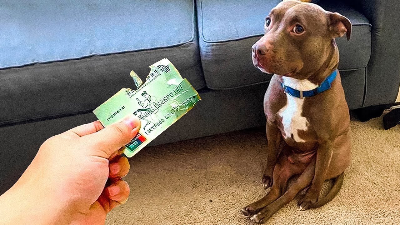 Funny Cats And Dogs Videos 🐱🐶 Funniest Animals - Videos of Funny Animals