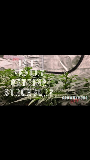 Is it Getting More Potent? #shorts #DEA #Gettingstronger