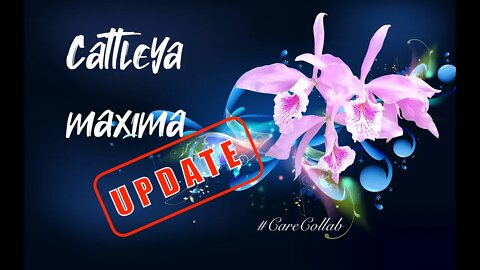 Cattleya maxima UPDATE #CareCollab