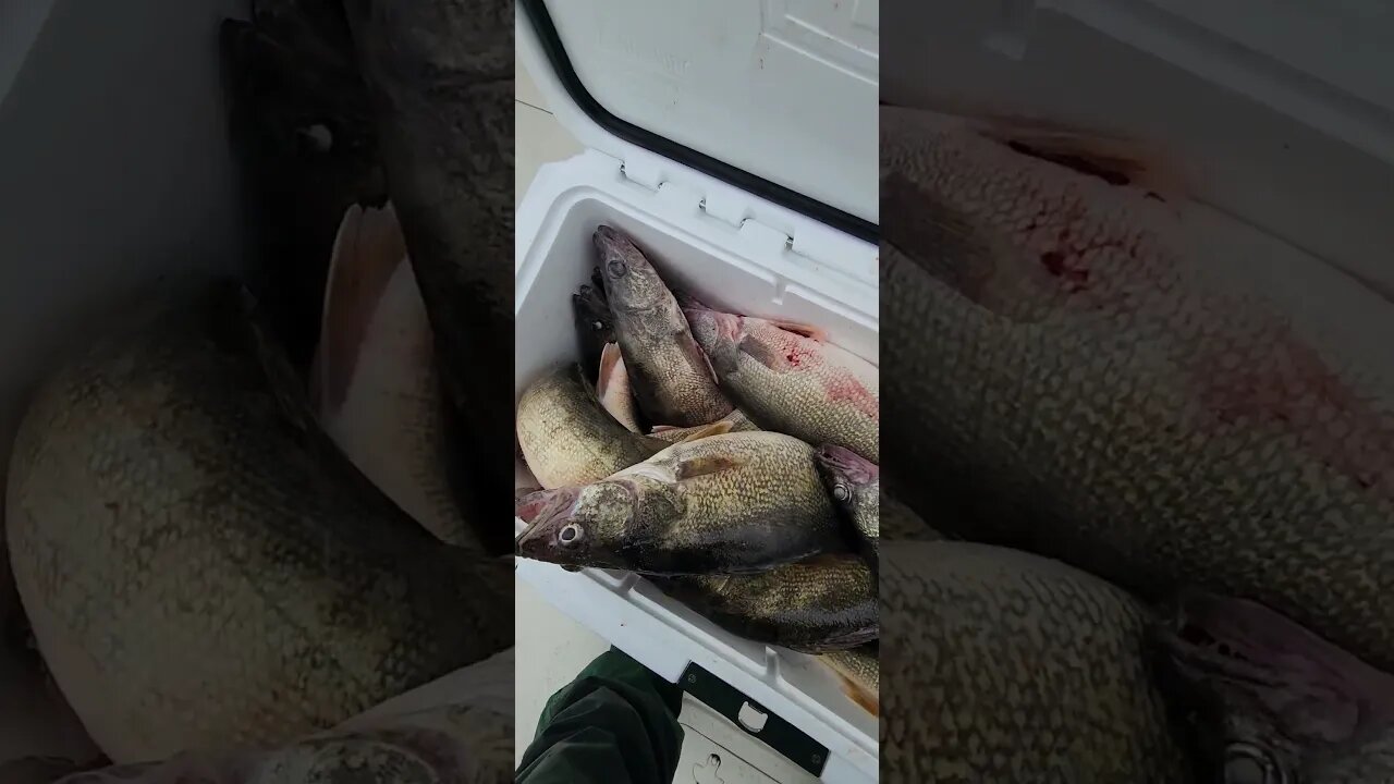 6 man limit on some BIG LAKE ERIE WALLEYE!! Several 27 inch fish! The big fish was 27 3/4 inches!