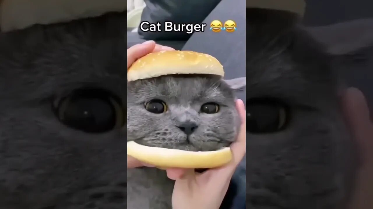 Cat burger🥰😍 #shorts #viral #shortvideo #cat #cats