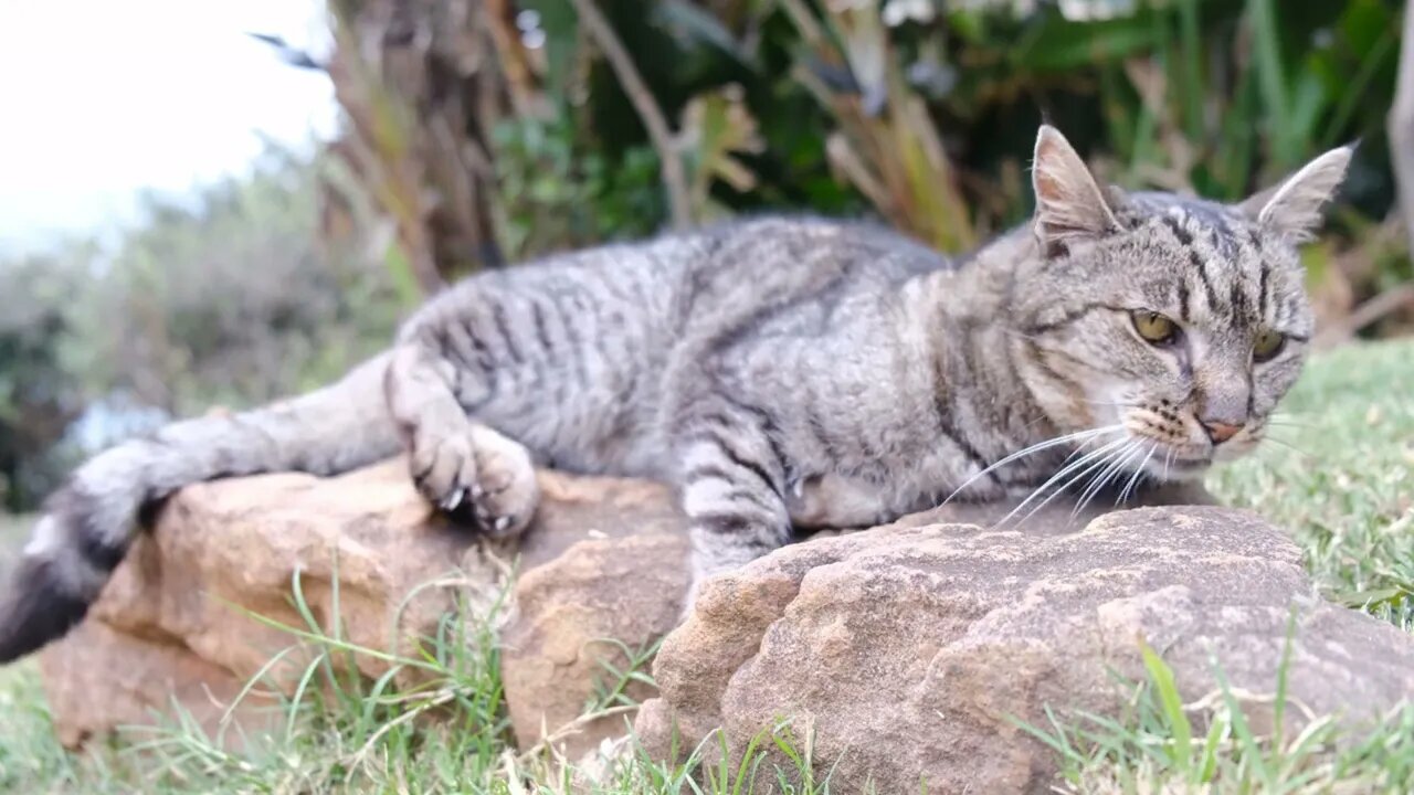 cat nap in the afternoon