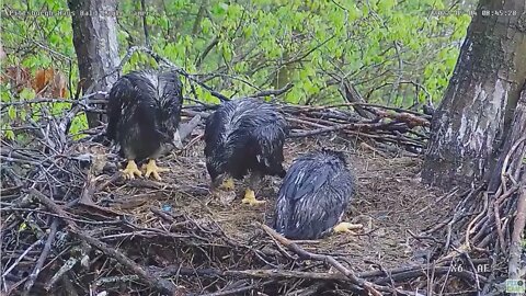 Hays Bald Eagles H17 getting the hang of tearing food to eat it H16 watches 2022 05 04 08 46 36 085