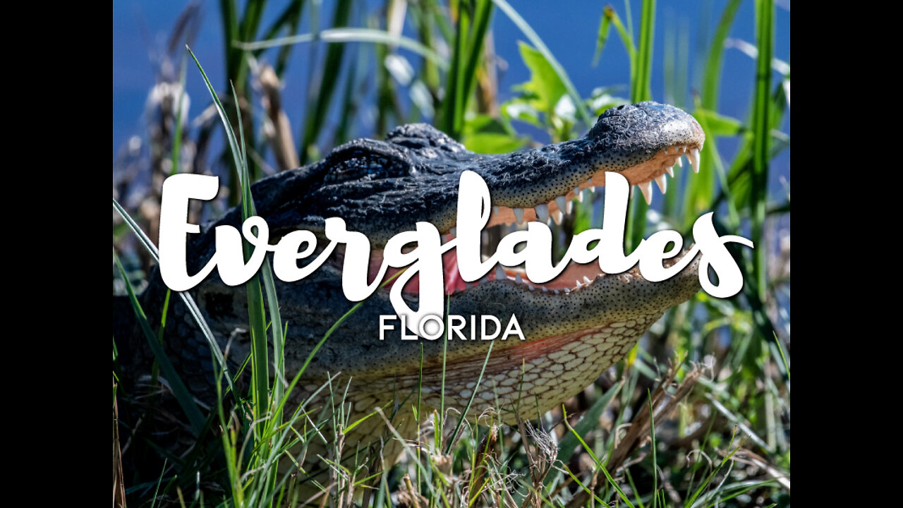 Florida Everglades 2022