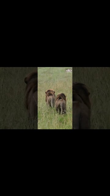 Lions Stalk Impala | Saturday #shorts