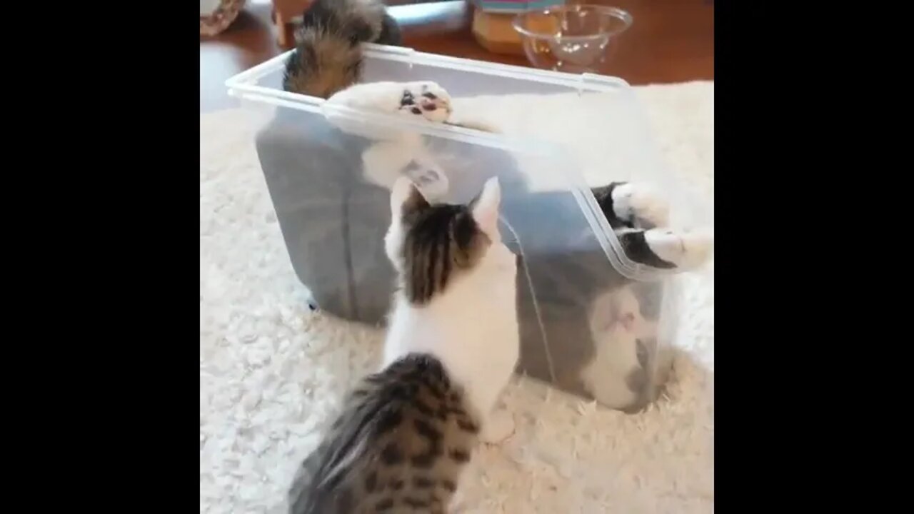 Yes! I'm a liquid cat, check it out #shorts