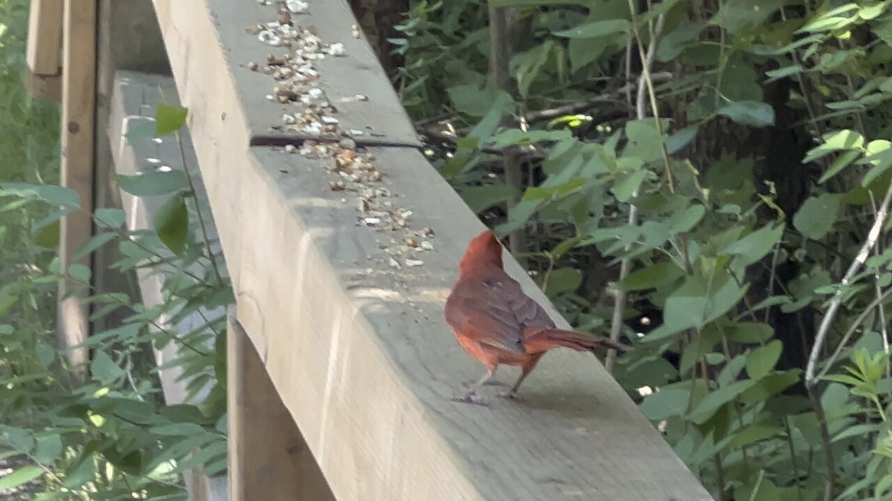 Male Cardinal