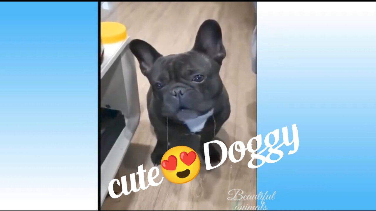 #fannyvideo #animalvideo