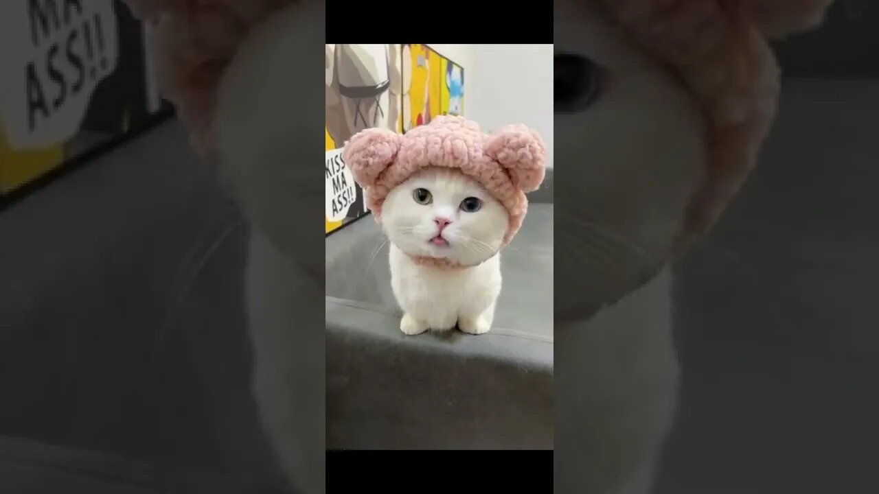 Gorgeous little kitten video #shorts #cat