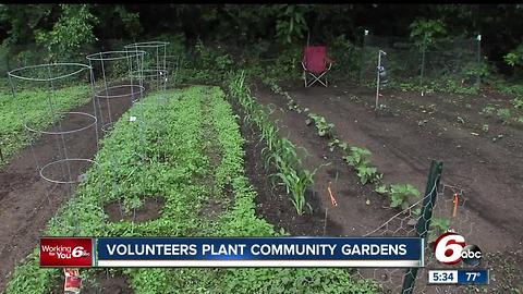 Volunteers plant community gardens on Indy's west side