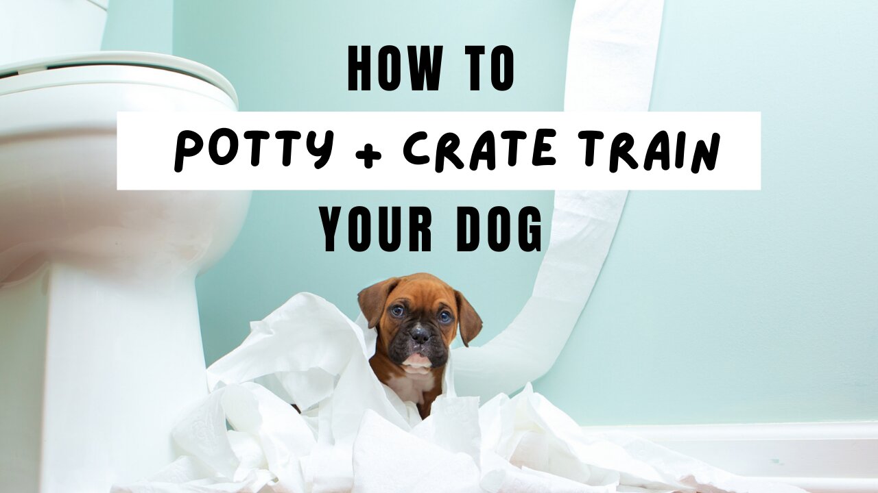 The Best Potty and Crate Training Video EVER!