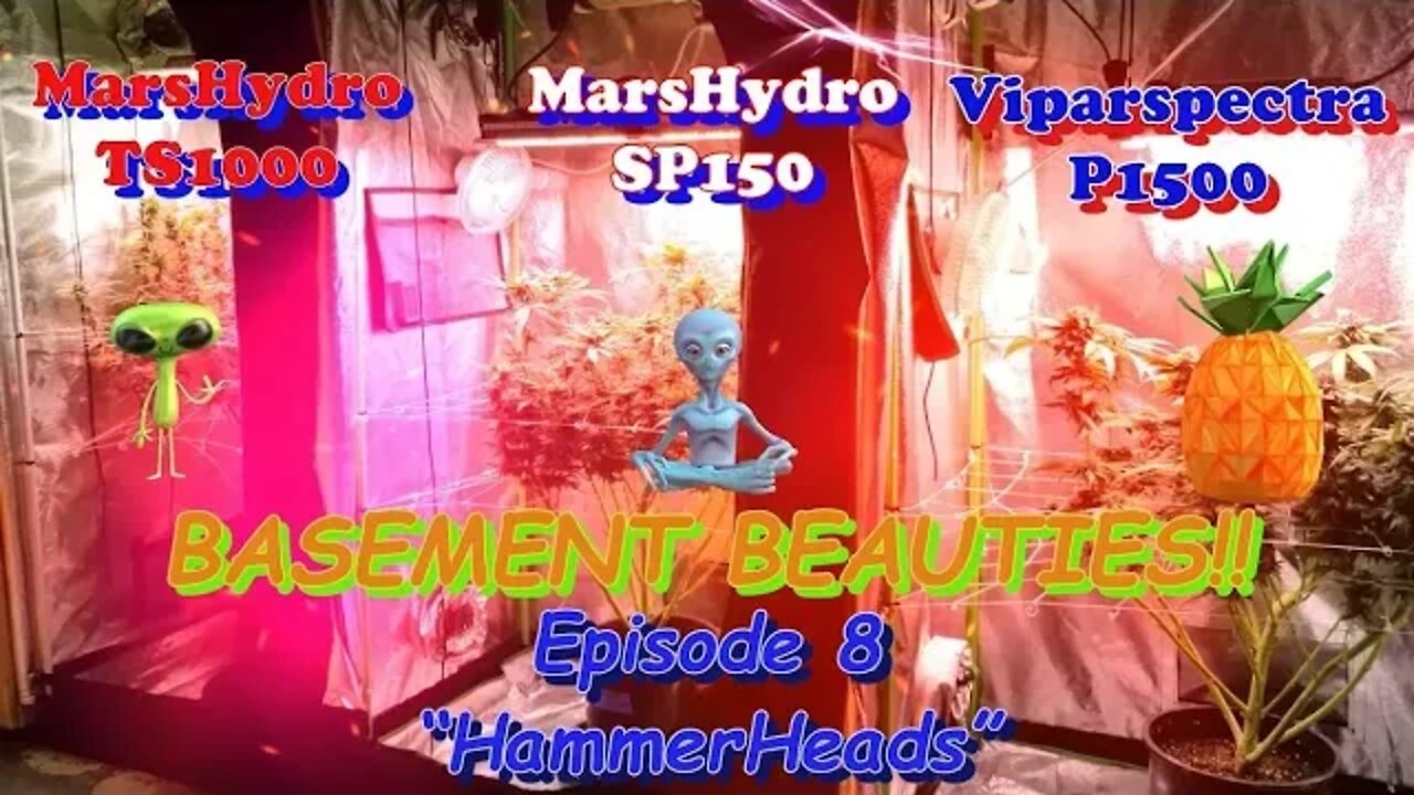 Basement Beauties! Ep.8 #MarsHydro #Viparspectra 👽 #NorthGenetics 🍍 #SouthbayGenetics 👀💃🏼💃🏾💃day49