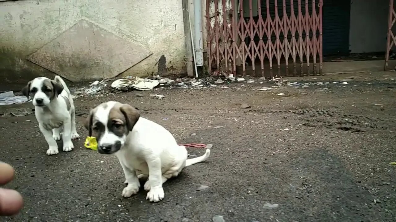 puppy