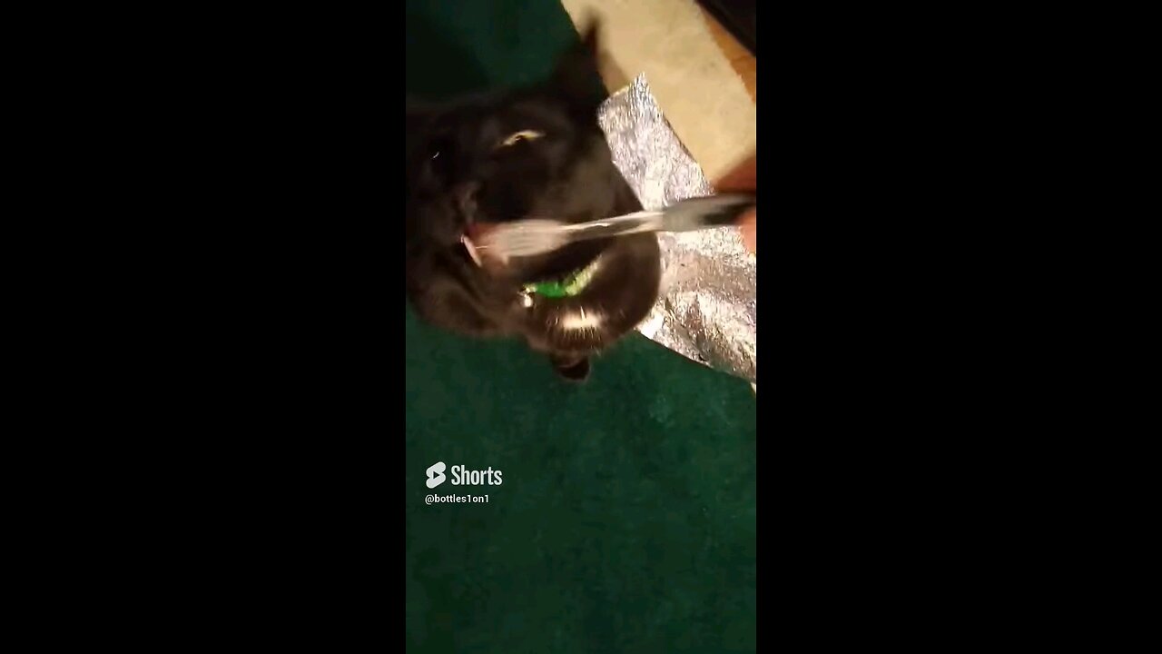 cat brushing teeth