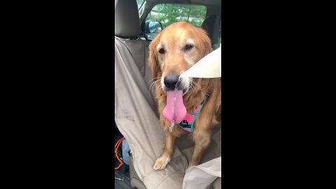 Golden Retriever with a big tongue 👅 🐕