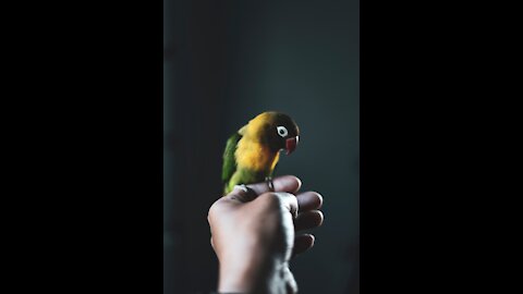 Bird sing a cute song Funny meme2021.