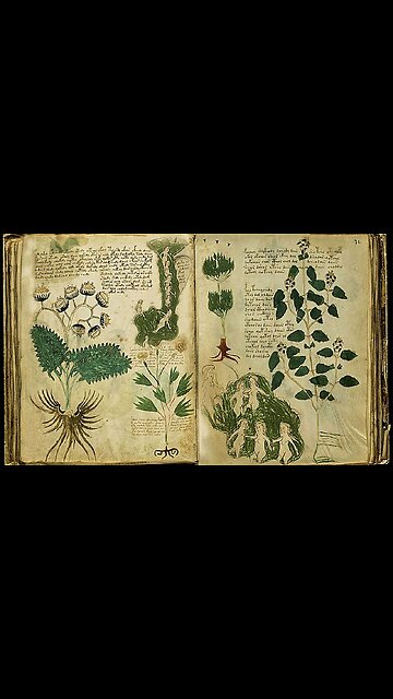 Wormwood is nature's Ivermectin (antiparasitic) 🦾🦾🦾