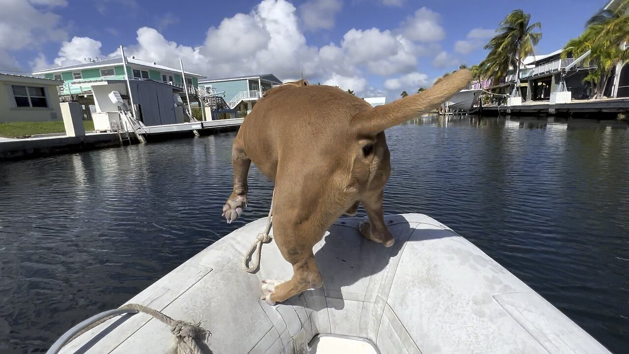 My Dog’s Super Skills Dinghy Balancing Act