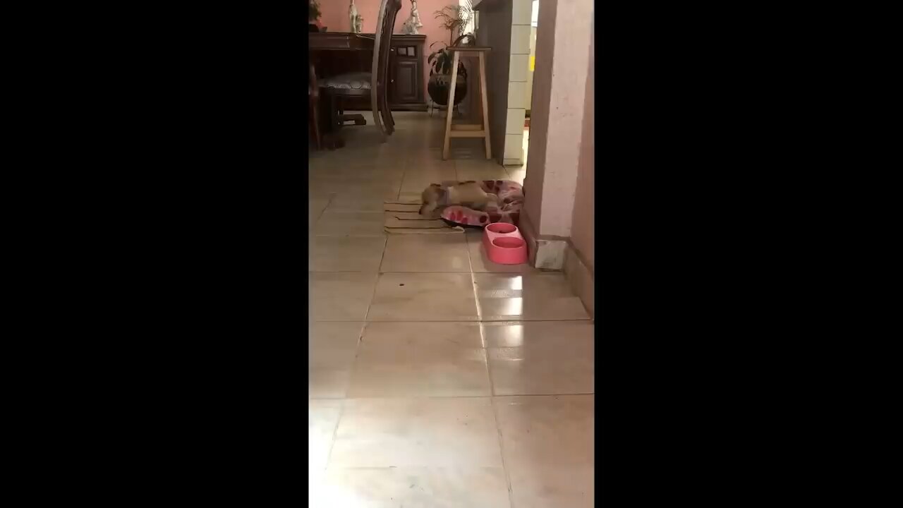 Funny video compilation 😂😂