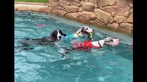 Three Happy Great Danes Enjoy Doggie Pool Party Fun