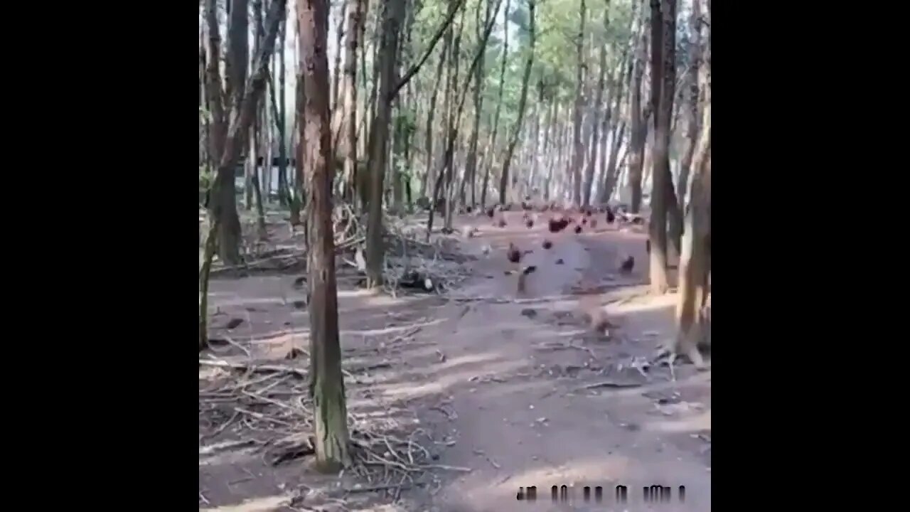 This is Sparta. . . 🐔🐥🤣🤪