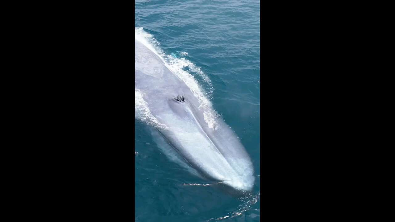 Giant Whale in deep Sea