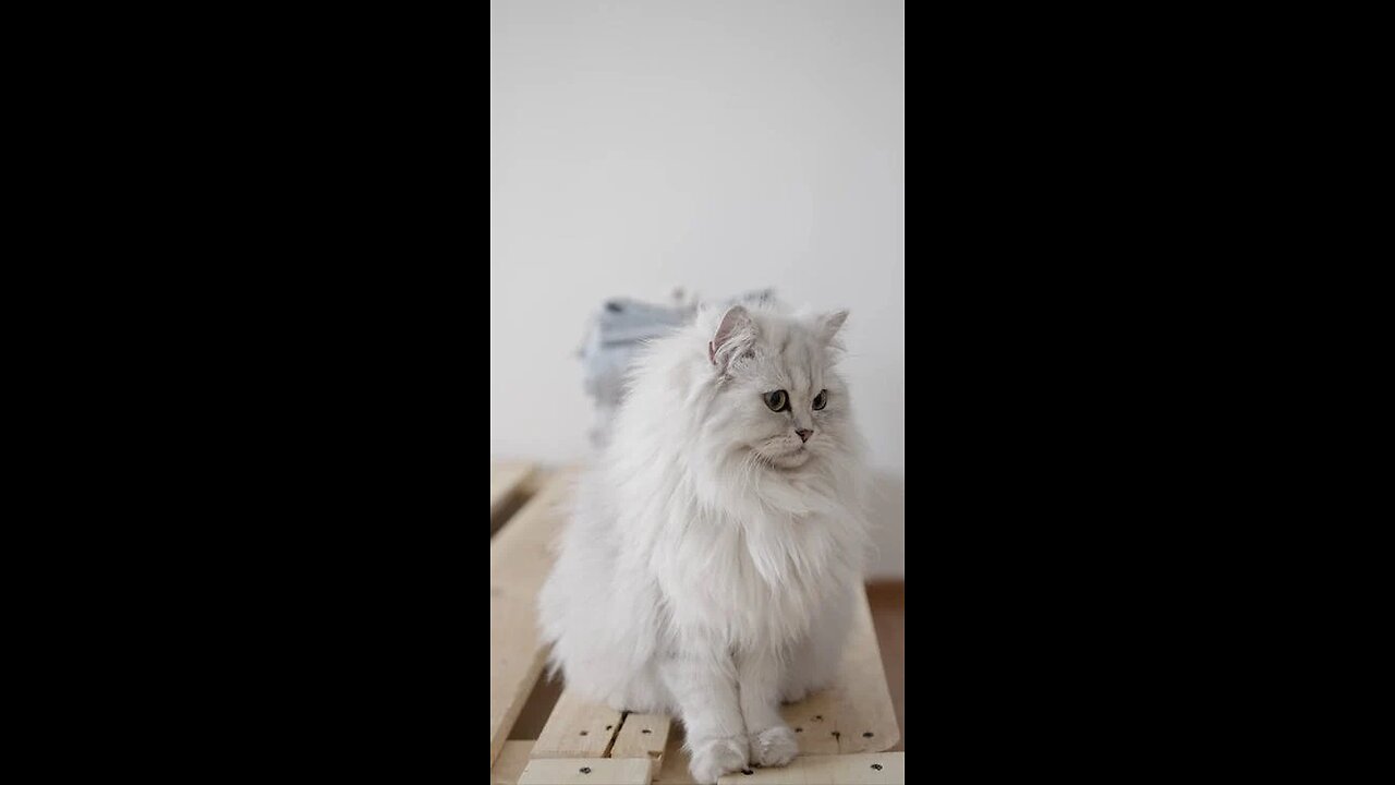 Cute Cat Video