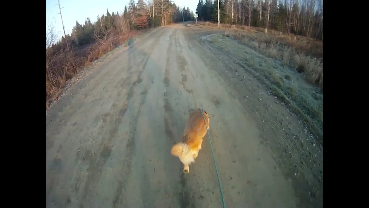 November 17th, 37º Flynn and I go to Prentiss, only 1 vehicle today.