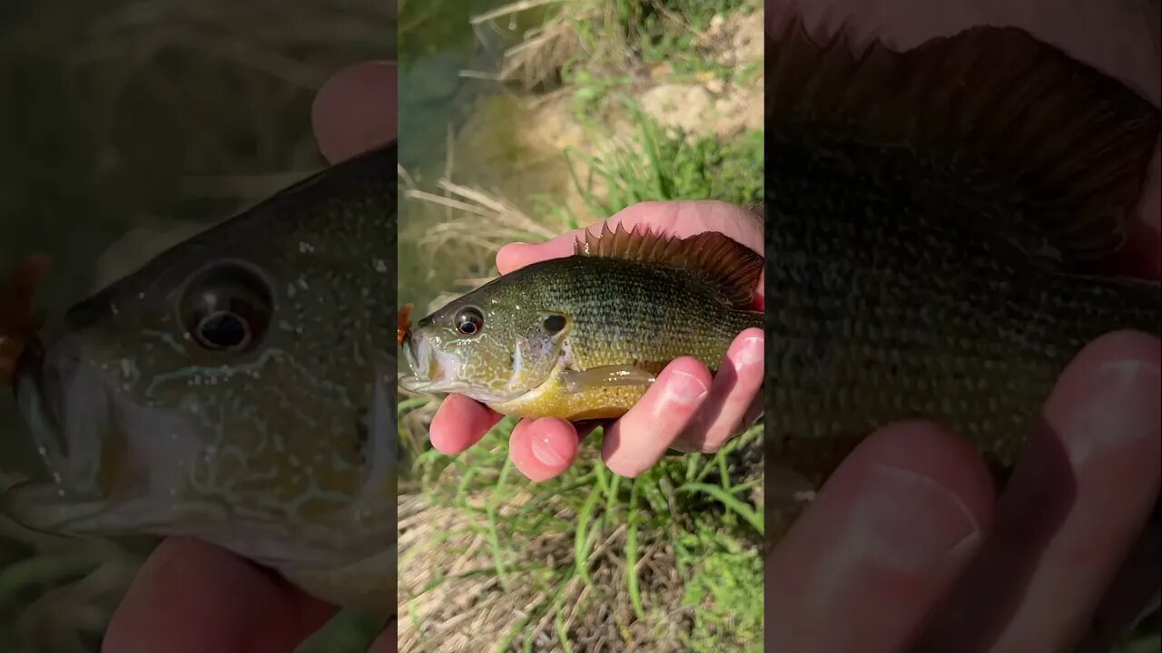 Nice little Green Sunfish on a Finesse Craw Micro Jika rig! #fishing #panfish #creekfishing #shorts