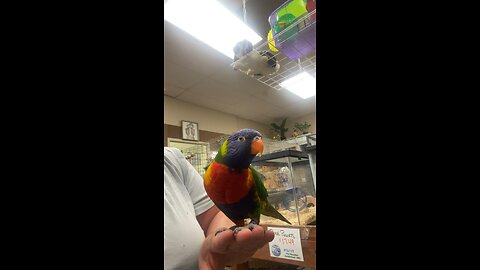 Lorikeet