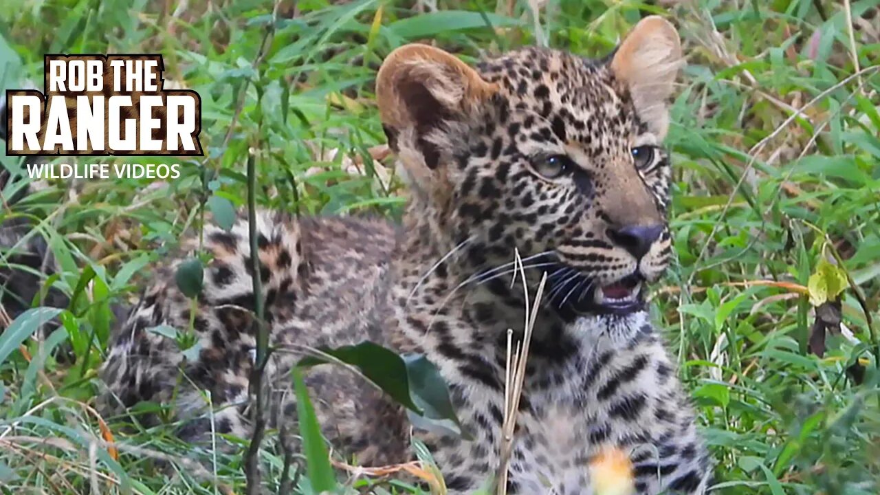 Kaboso Female Leopard And Cub | Maasai Mara Safari | Zebra Plains