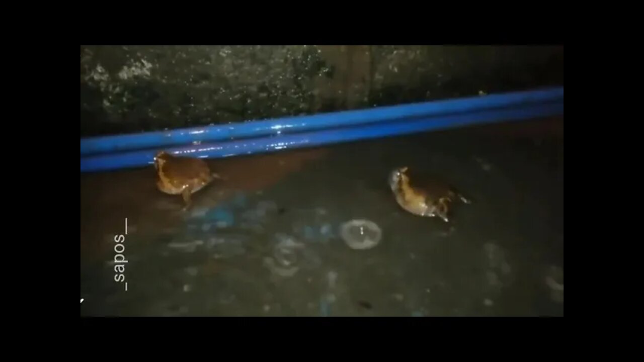 Two fat frogs fight