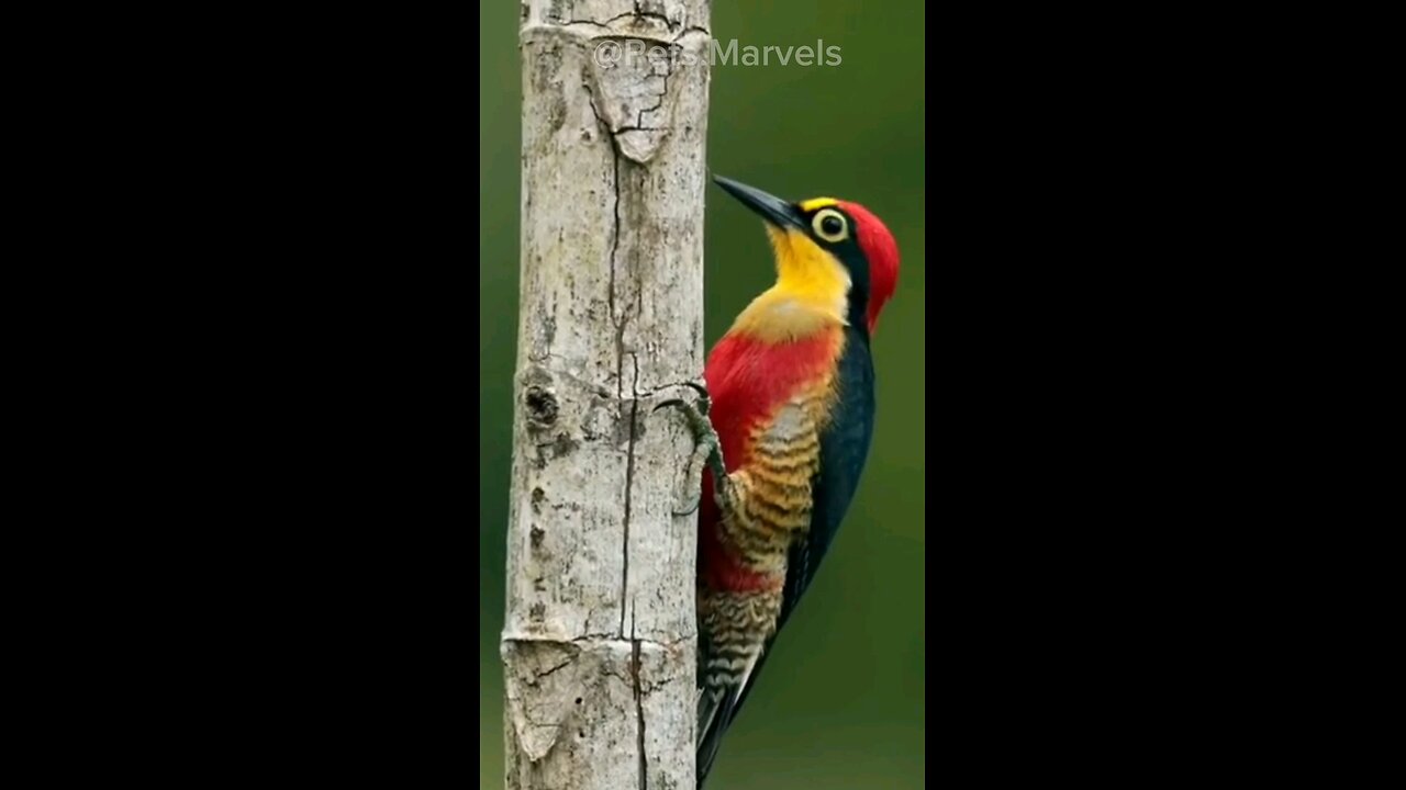 The Woodpecker's Drum Solo Compilation