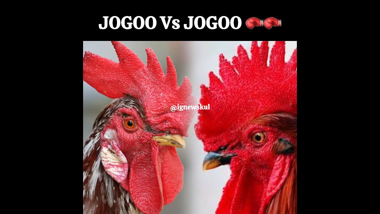 Jogoo Vs Jogoo “War”