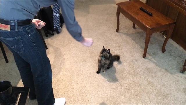 Kitten displays array of tricks, includes playing dead