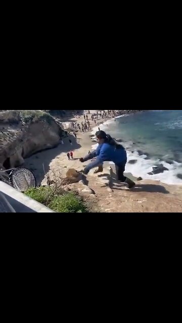 Seaworld Employees Kill A Seal They Were Trying To Rescue