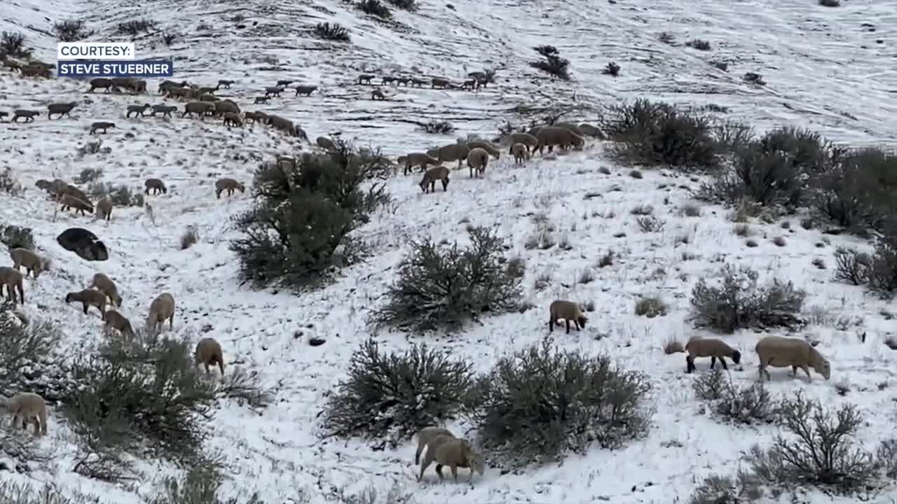 The annual sheep migration into the Boise foothills has startedThe annual sheep migration into the Boise foothills has started