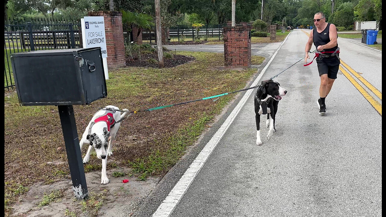 Funny Great Danes Learn To Dodge Mailboxes While Tandem Running