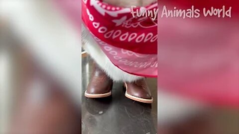 Best Funny Animal Videos Of The 2022 🤣 - Funniest Cats And Dogs Videos 😺😍