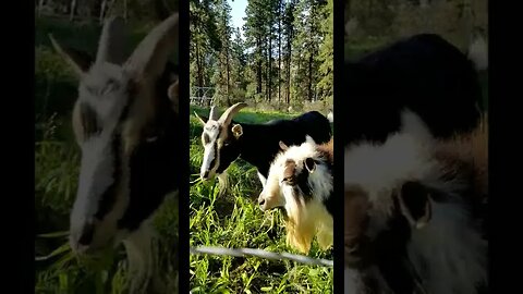 #goats #homesteading #farm #pastureraised #farmanimals