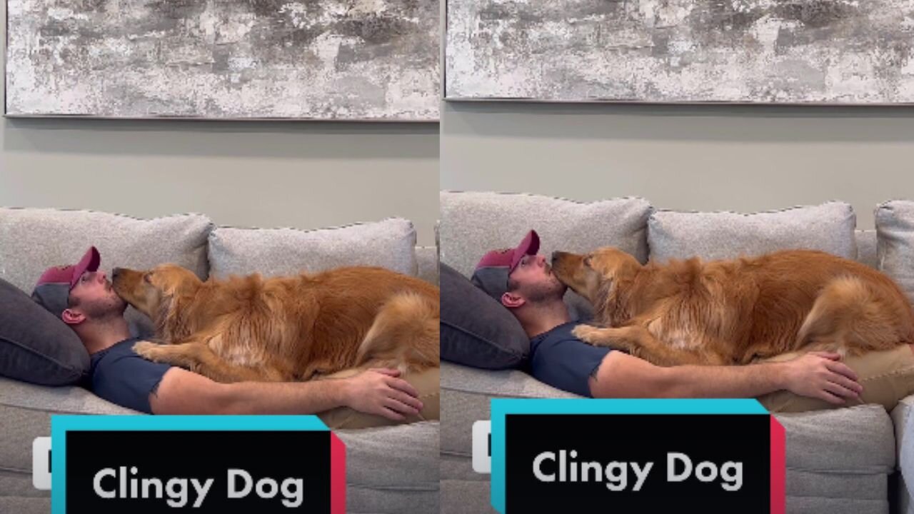 Clingy Dog: He’s my shadow, and I'm here for It