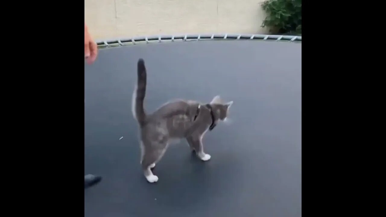 Canal=Léo Sócrates