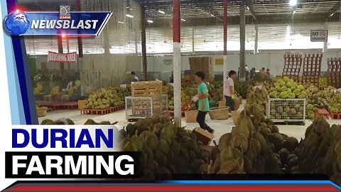 Potensyal na kita sa Durian Farming, alamin