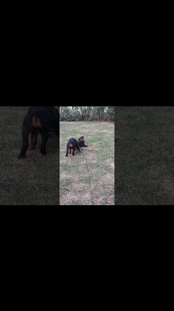Rottweilers - Faye Gives Eddie Some Of His Own. Eddie On A Cable While Fence Being Constructed.