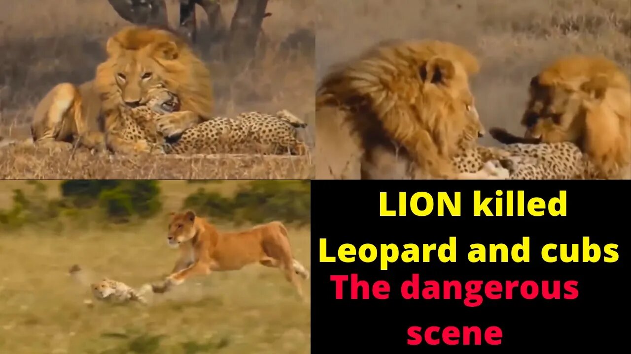 Lion attack Leopard || Big cat fight Each other || Unseen footage ||2022- 2023 ||