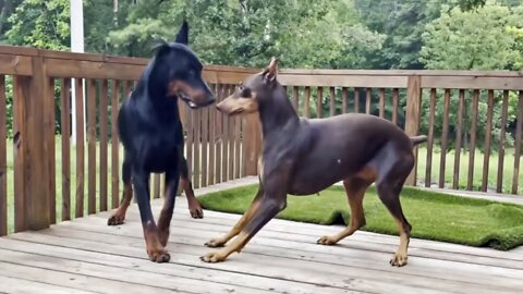 Freya the Doberman's First Step Towards Motherhood