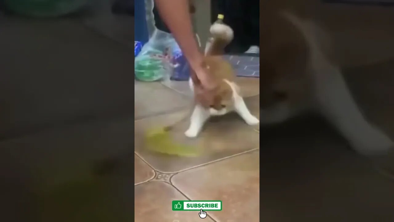 Try Not to laugh Cat, funny compilation 2, Funny cute cats lovers, #Shorts