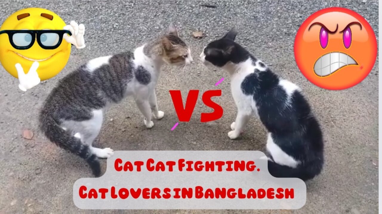 Cat Cat Fighting. Cat Lovers in Bangladesh. #cat_lovers #cat_fighting #animals_zone_bangladesh