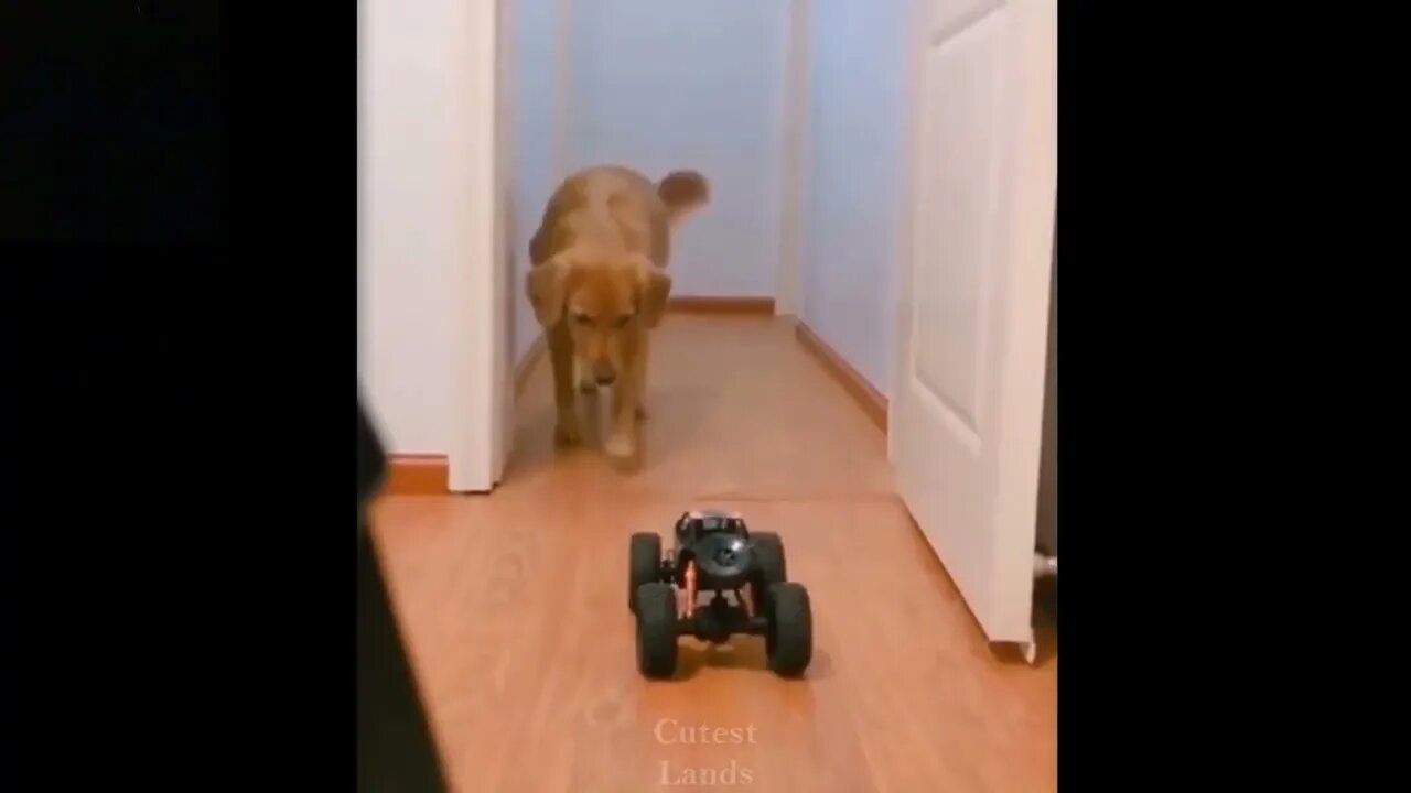 Funny Dog Video | Dog playing with Car.